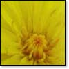 Dandelions