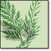 Ferns