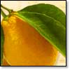 Lemon-Yellow