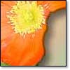Orange Poppies