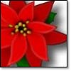 Poinsettia