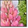Red Lupine