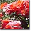 Red Roses