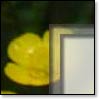 Summer Buttercups